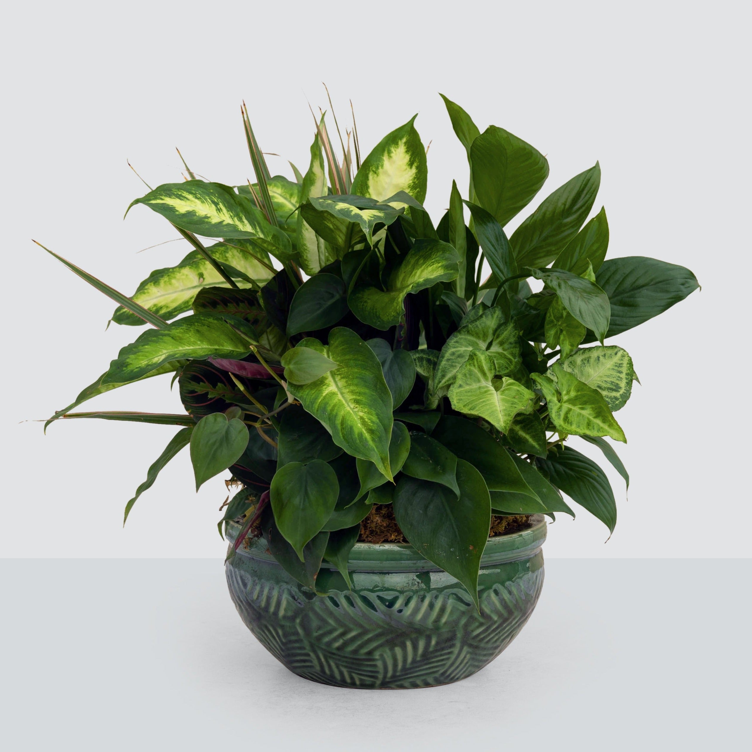 Epipremnum Aureum