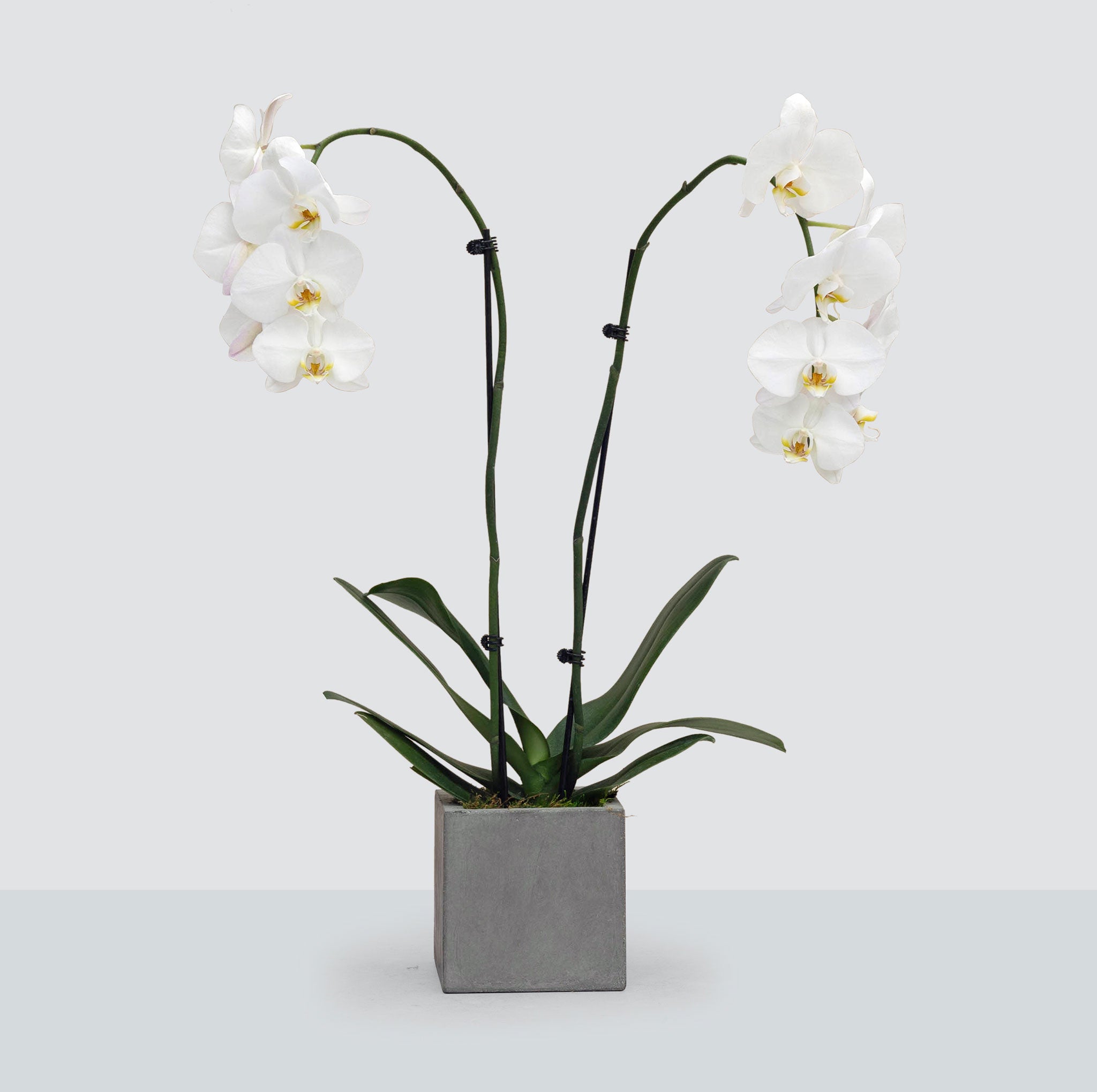 Double Stem Orchid