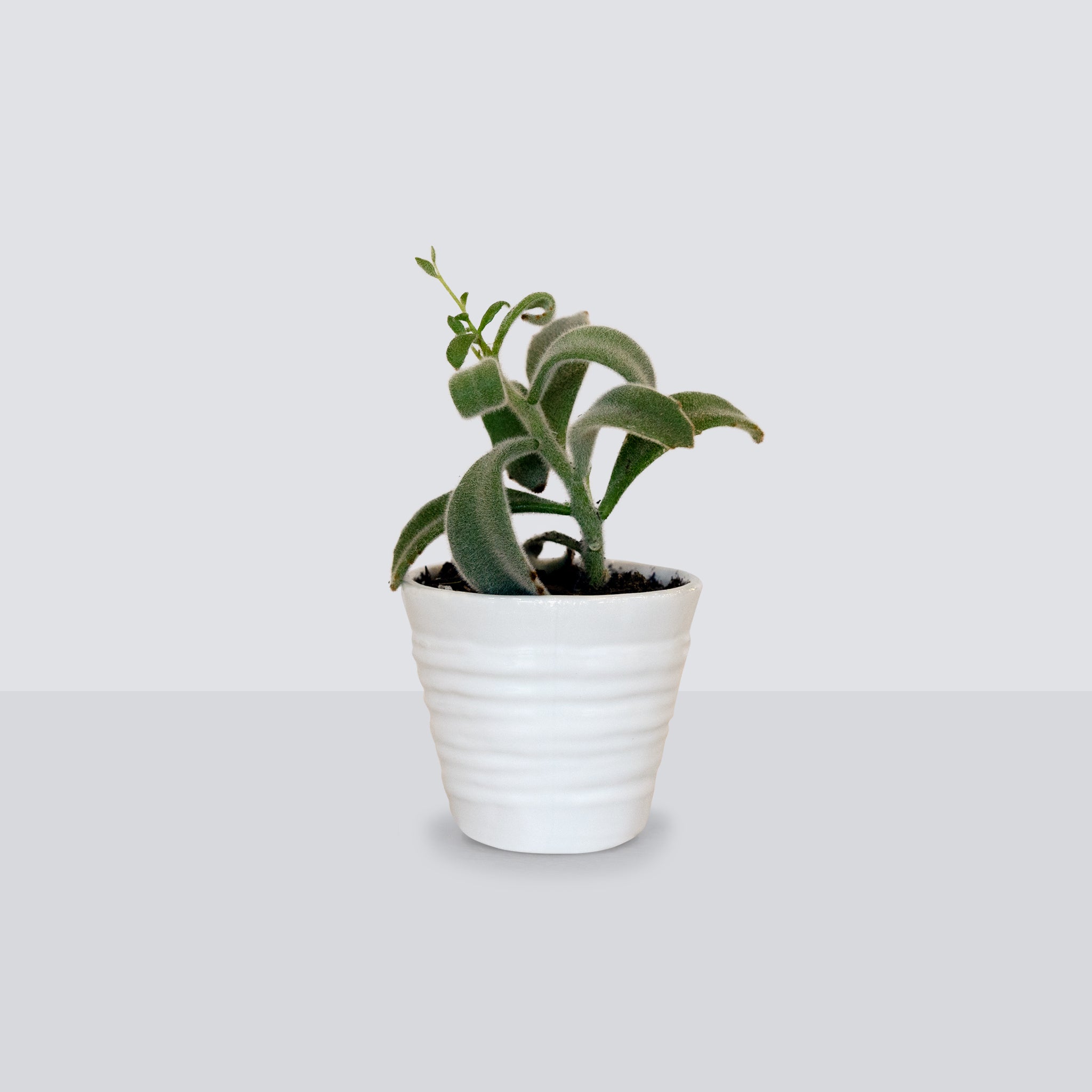 Mini Succulent