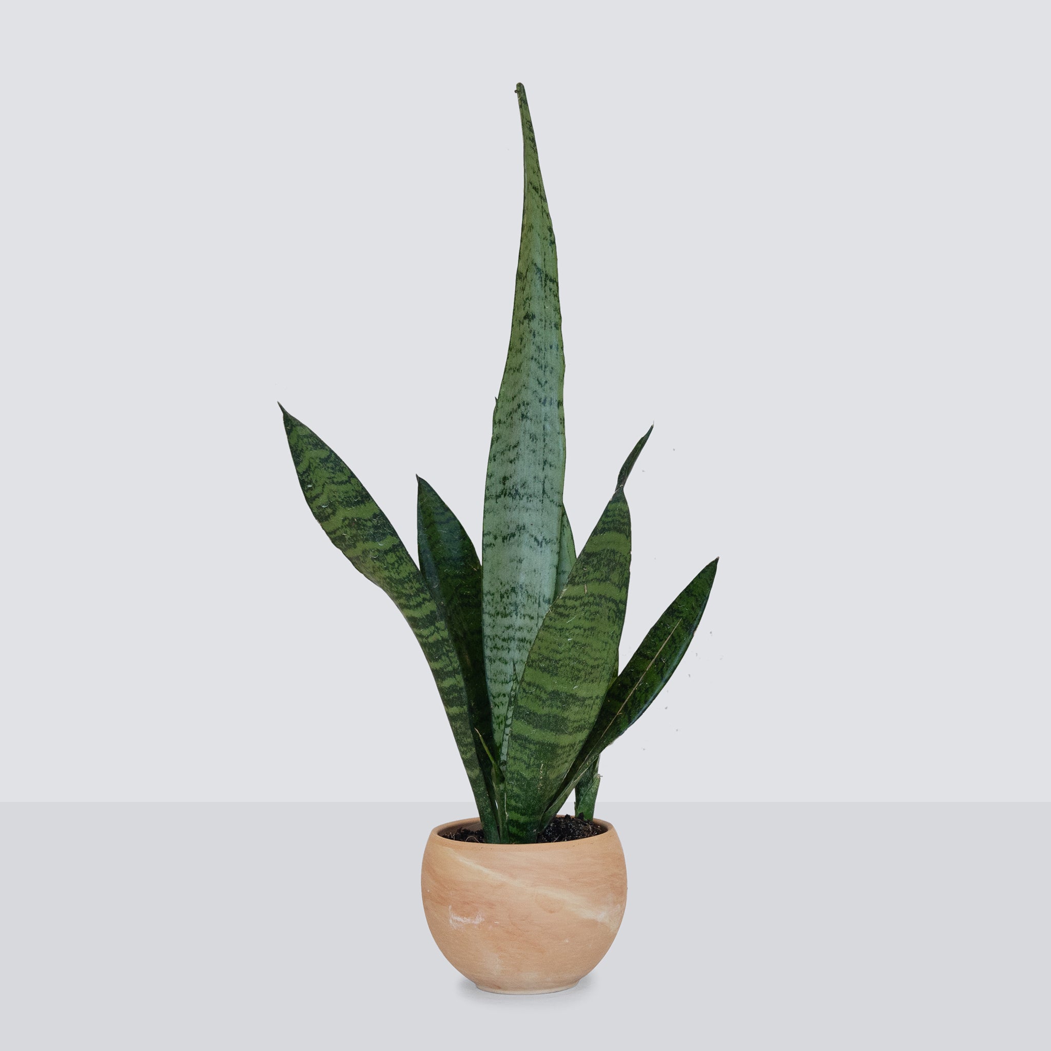 Snake Plant