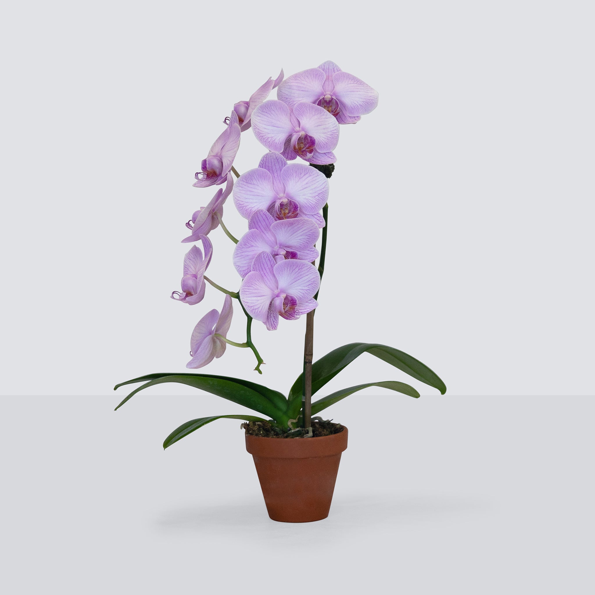Single Orchid