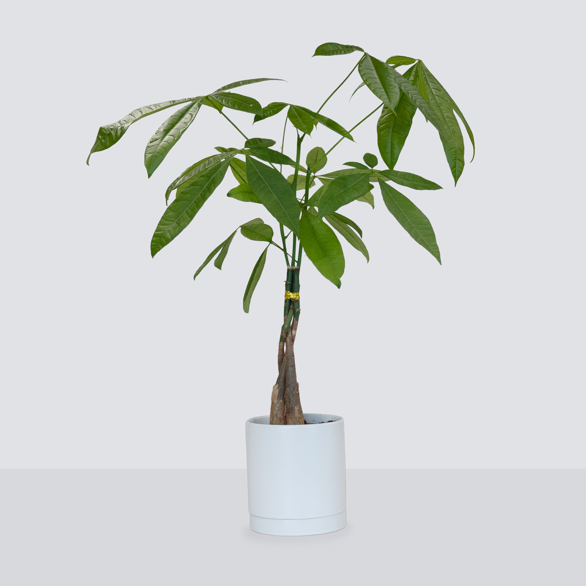 Money Tree