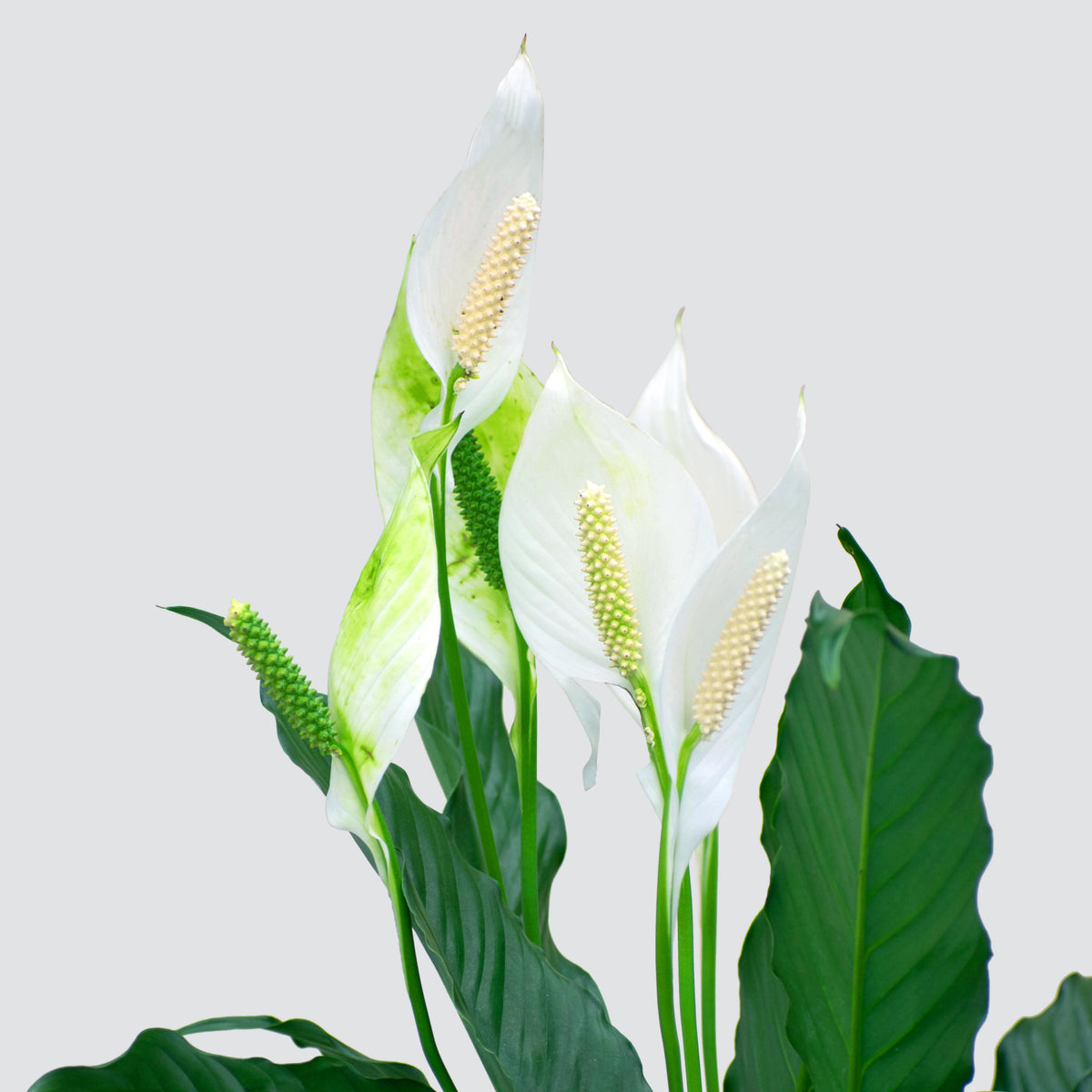 deluxe peace lily Buy Good Peace Lily Plant | Elegant & Low-Maintenance Gift