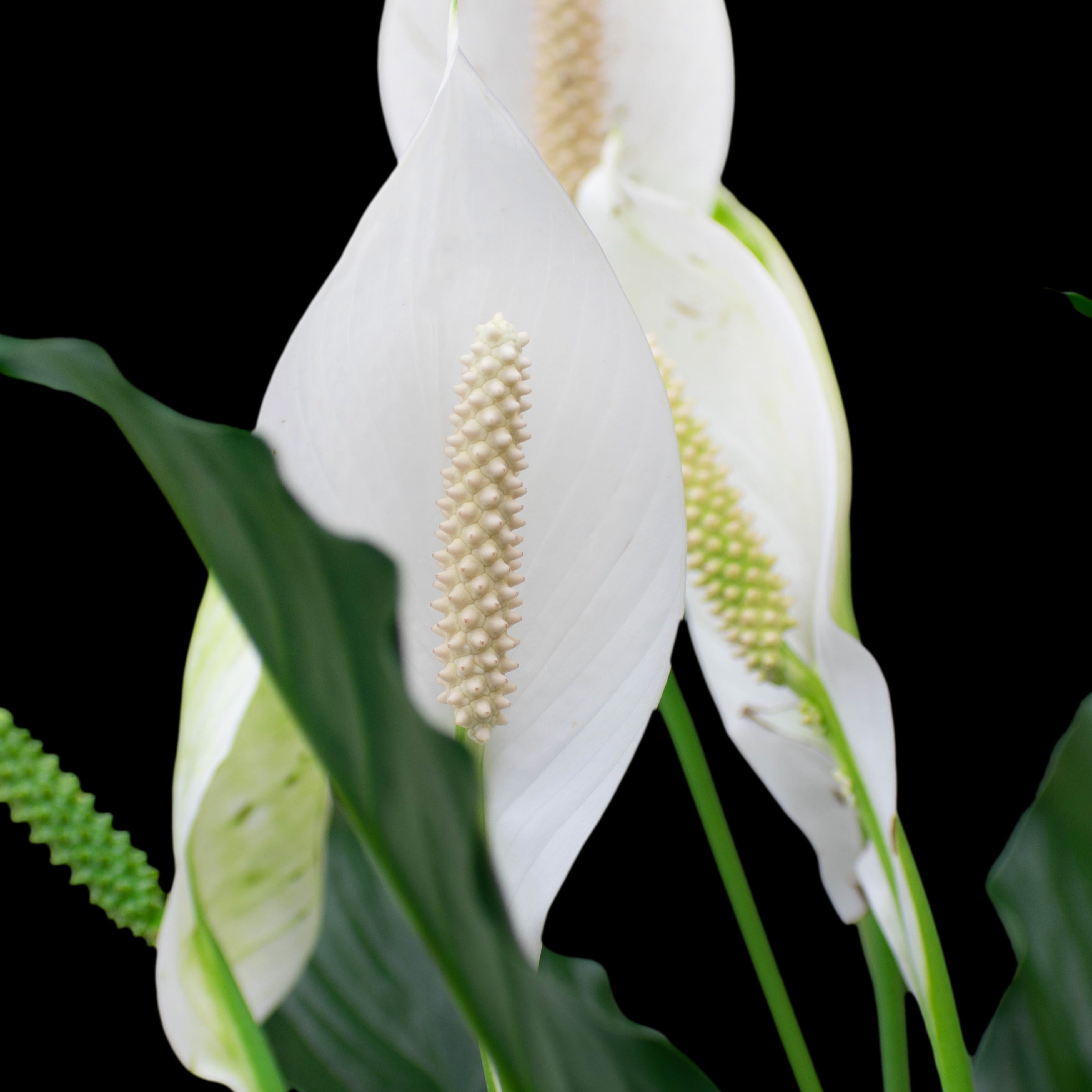 Spathiphyllum wallisii