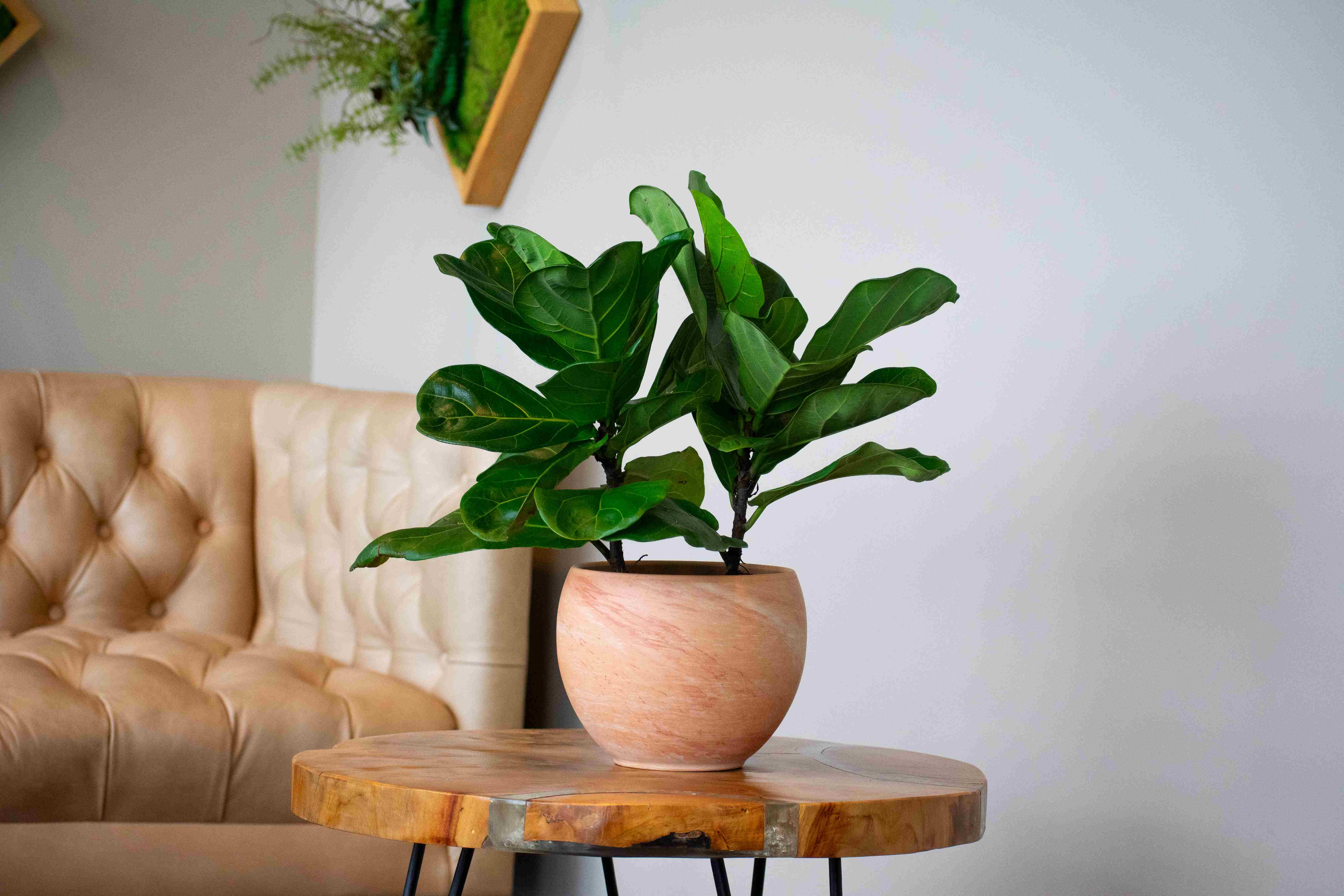 Plant Collection