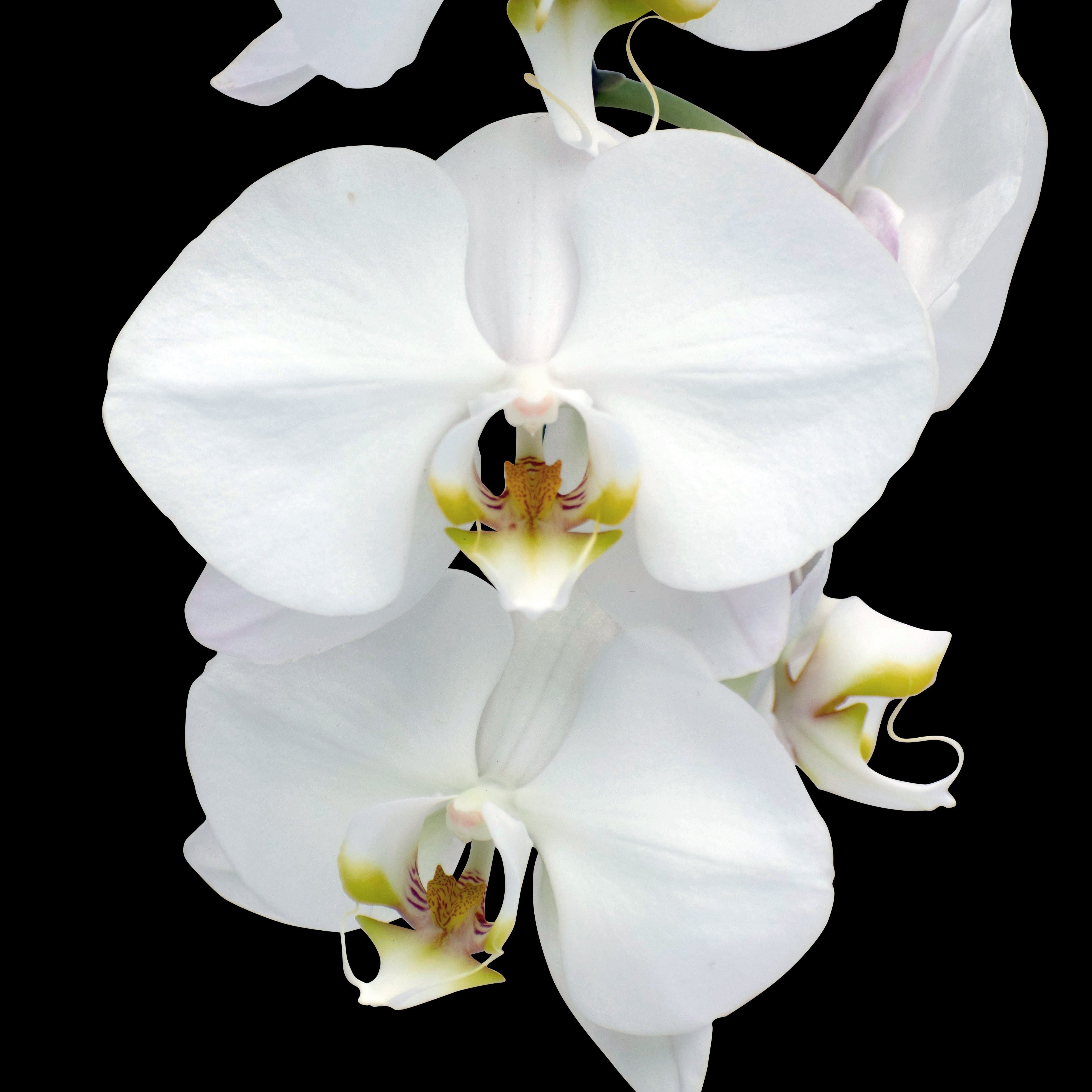 Orchid Double Stem